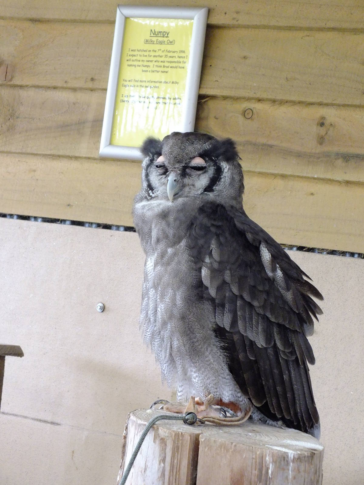 Verreux's Eagle Owl- Small Breeds Farm Park and Owl Centre