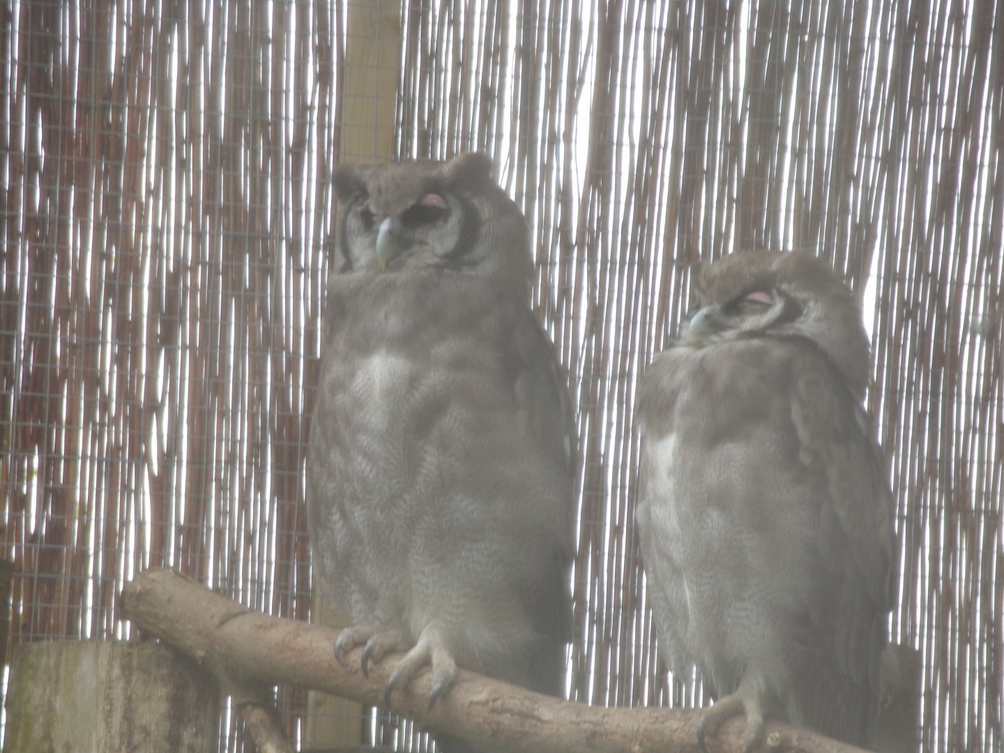 Verreux’s eagle owls 7.7.24