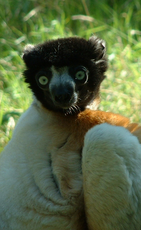 Verrieux's Sifaka - Belfast 2006
