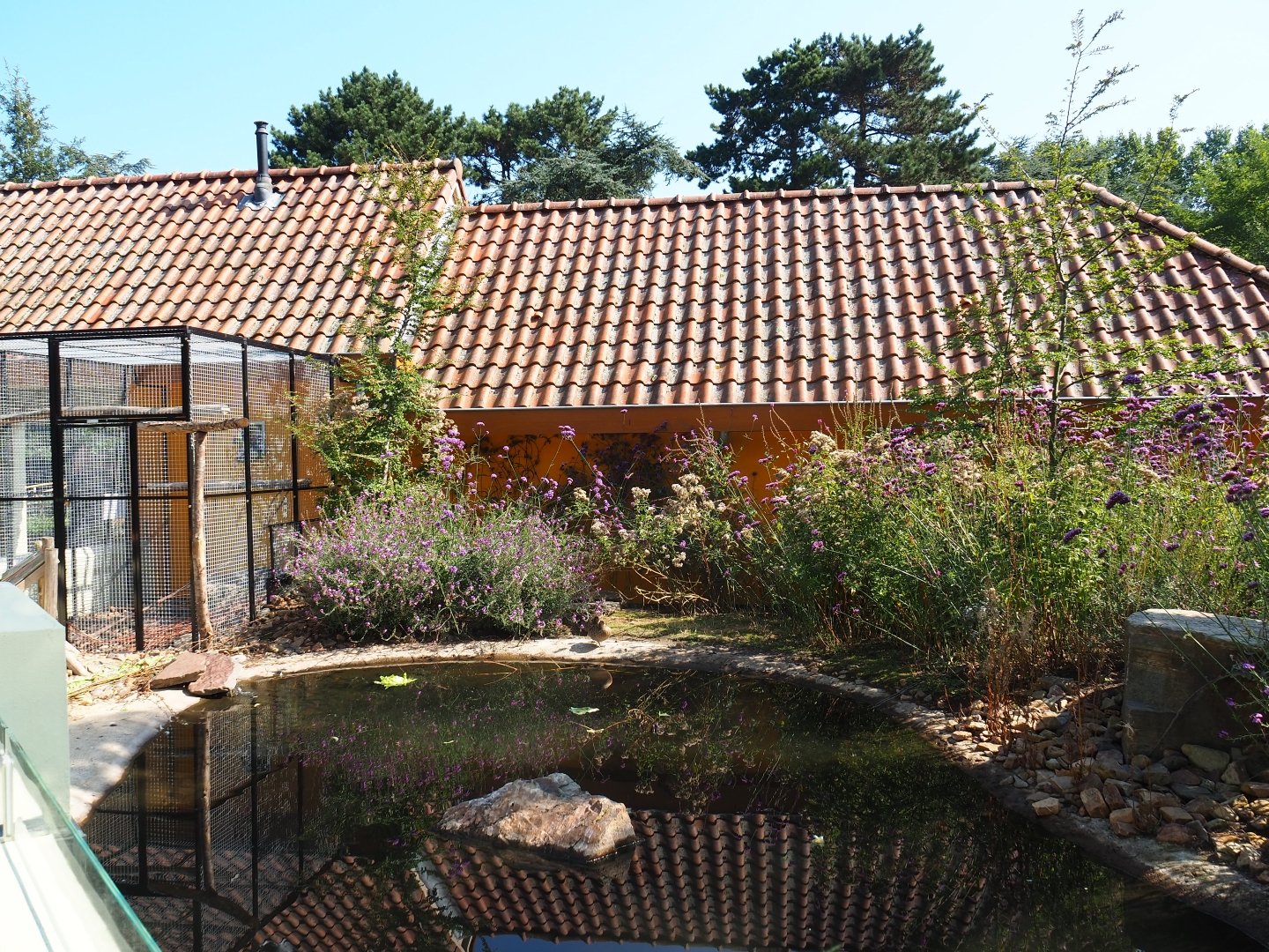 Versicolor teal/Brazilian guinea pig exhibit (Sep 2nd, 2018)
