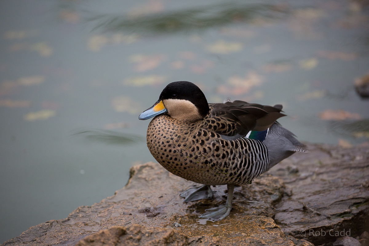Versicolor teal : Cotswold WP : 08 Nov 2015