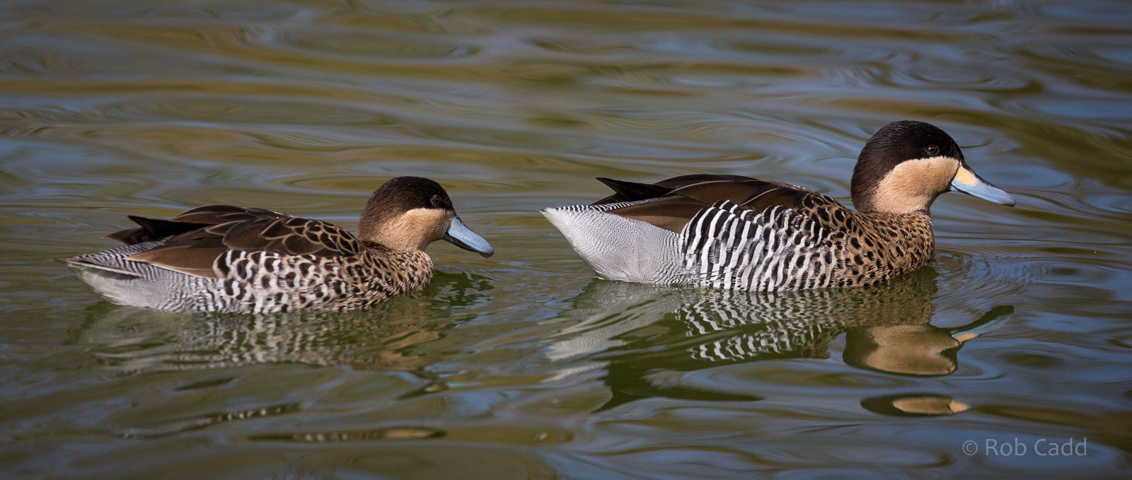 Versicolor teal : Cotswold WP : 26 Mar 2015