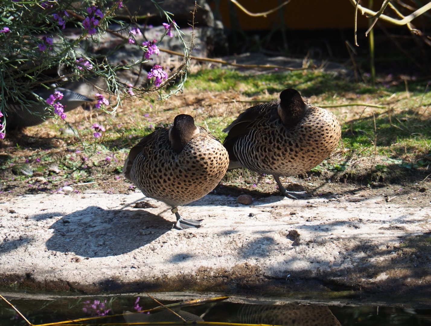 Versicolor teals (Spatula versicolor), Sep 2nd, 2018