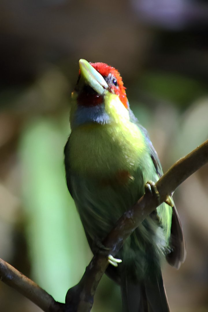 Versicolored Barbet (Eubucco versicolor) , Male, May 2018