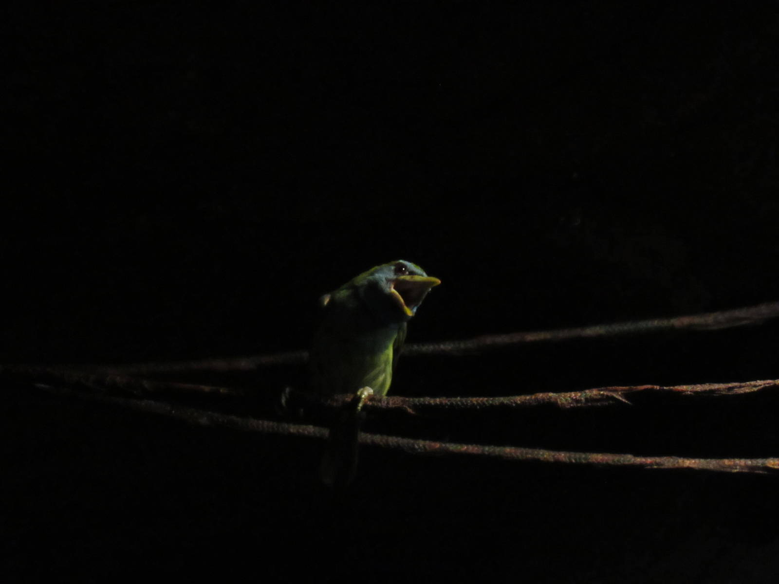 Versicolored Barbet (female)