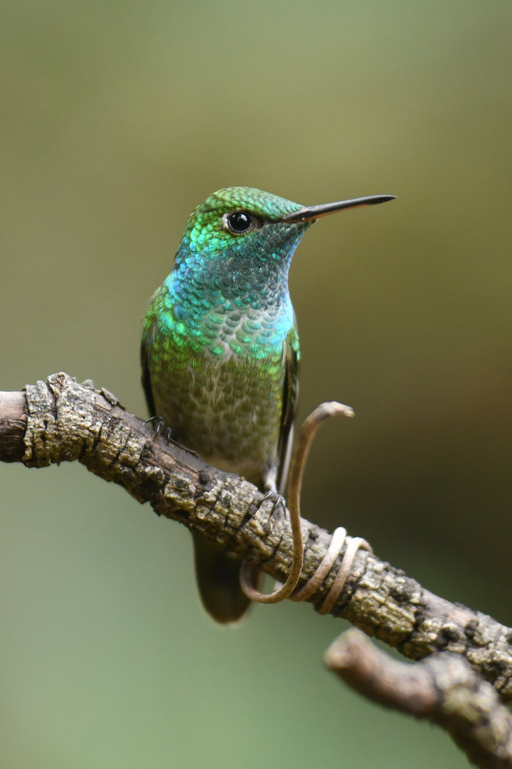 Versicolored Emerald Chrysuronia versicolor