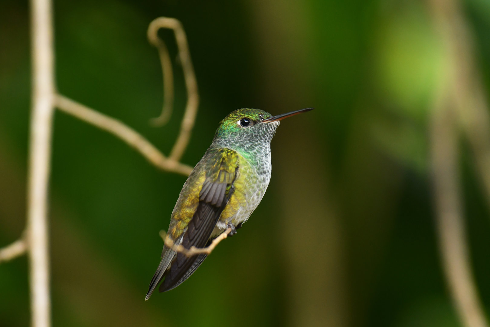 Versicolored Emerald Chrysuronia versicolor