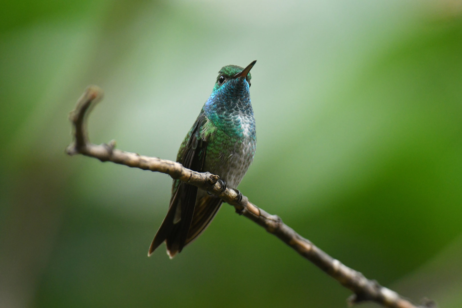 Versicolored Emerald Chrysuronia versicolor
