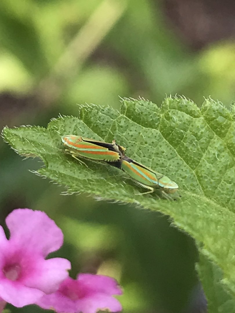 Versute Sharpshooters