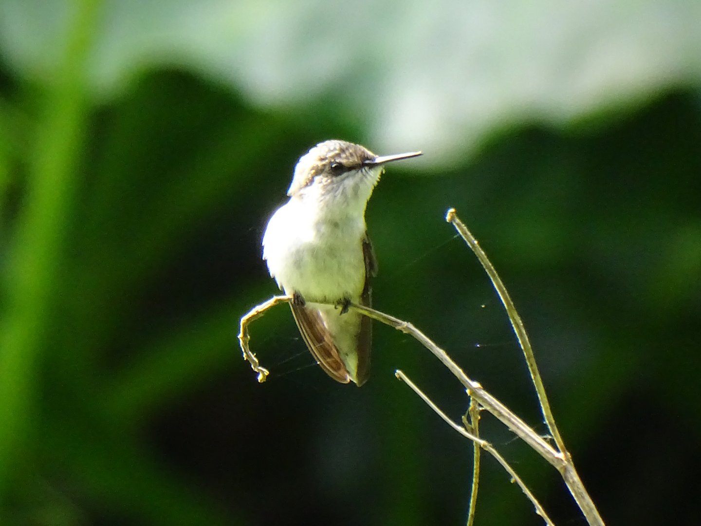 Vervain hummingbird (Mellisuga minima) Wild in Jamaica