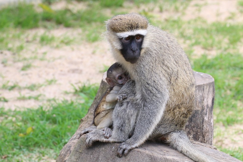 Vervet and young - wild animal