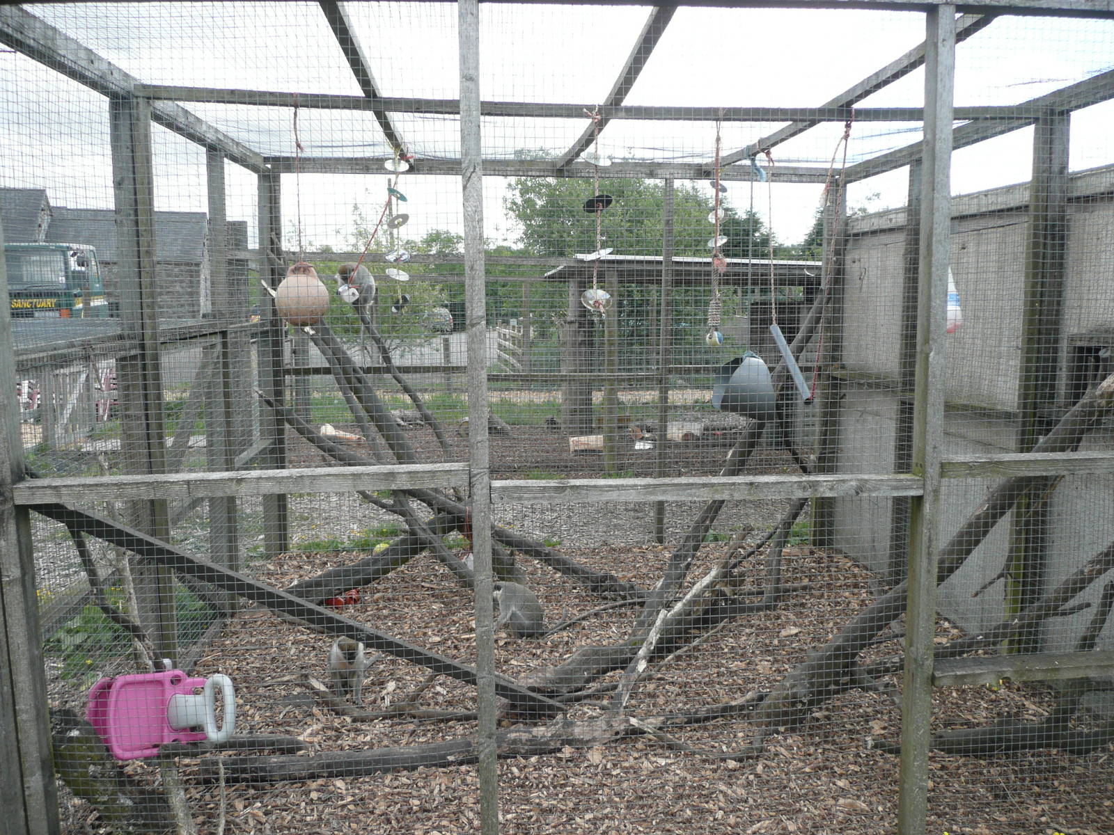 Vervet cage with enrichment