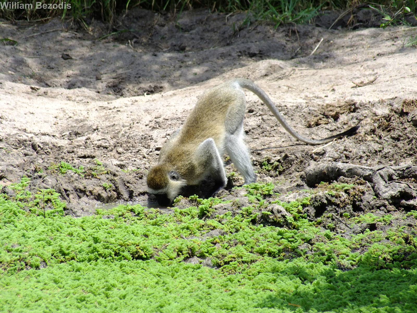Vervet Drinking