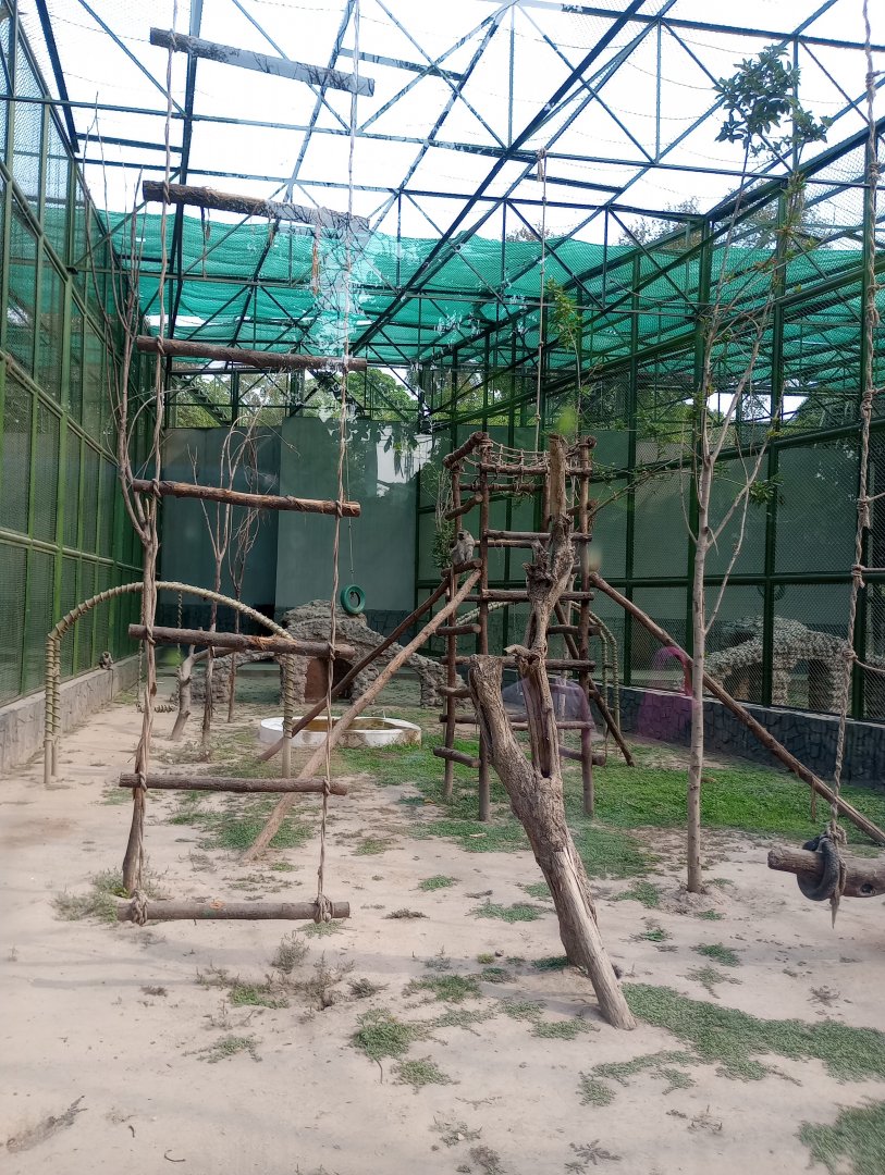 Vervet exhibit -  Lahore zoo 26/4/2025