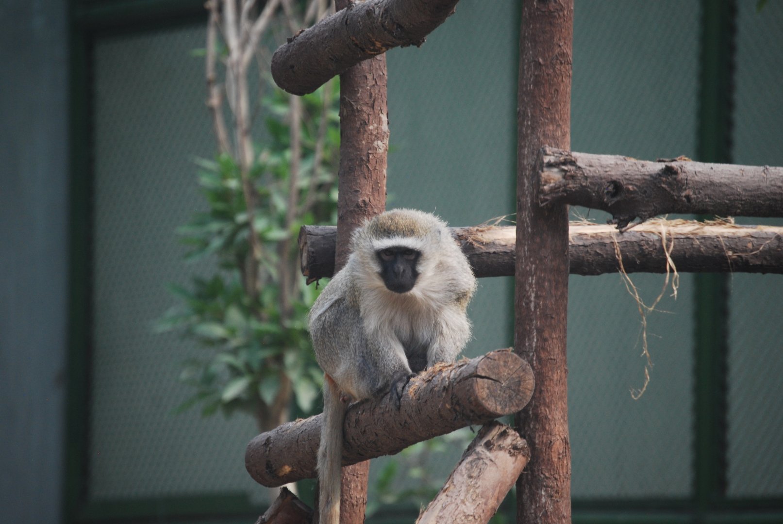 Vervet -  Lahore zoo 26/4/2025