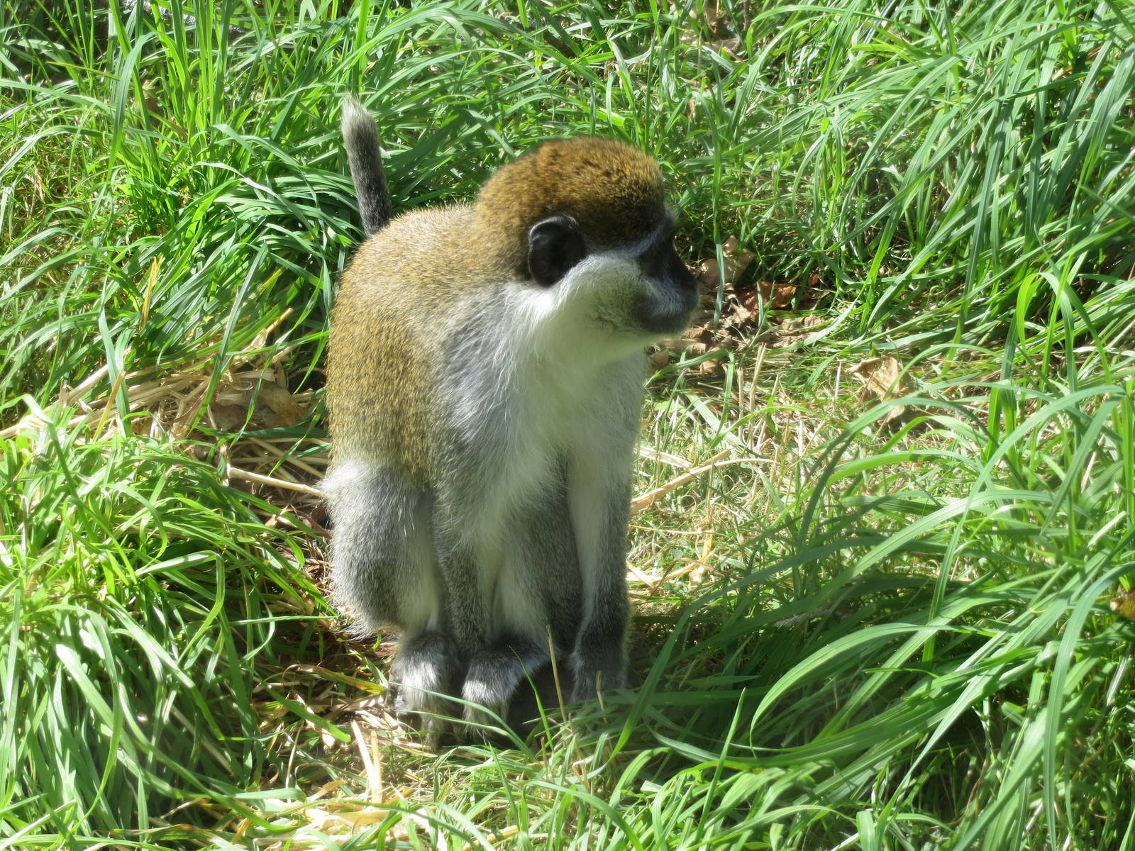 vervet monkey 020913