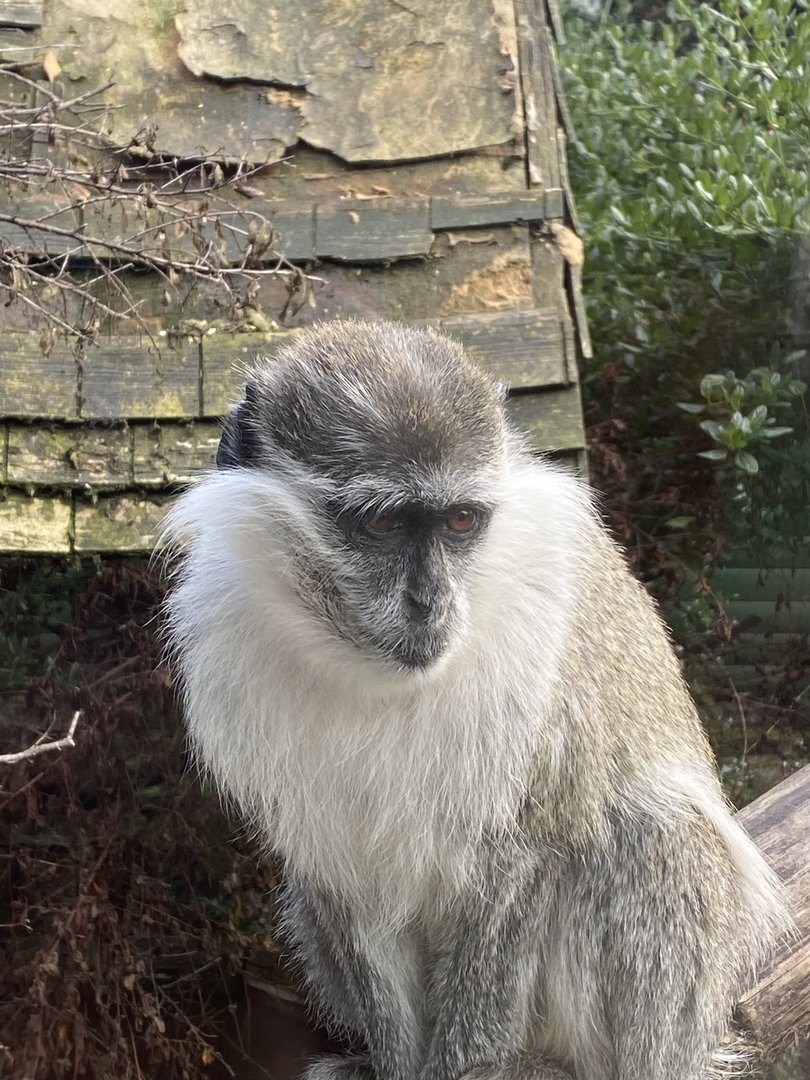 Vervet monkey 200922