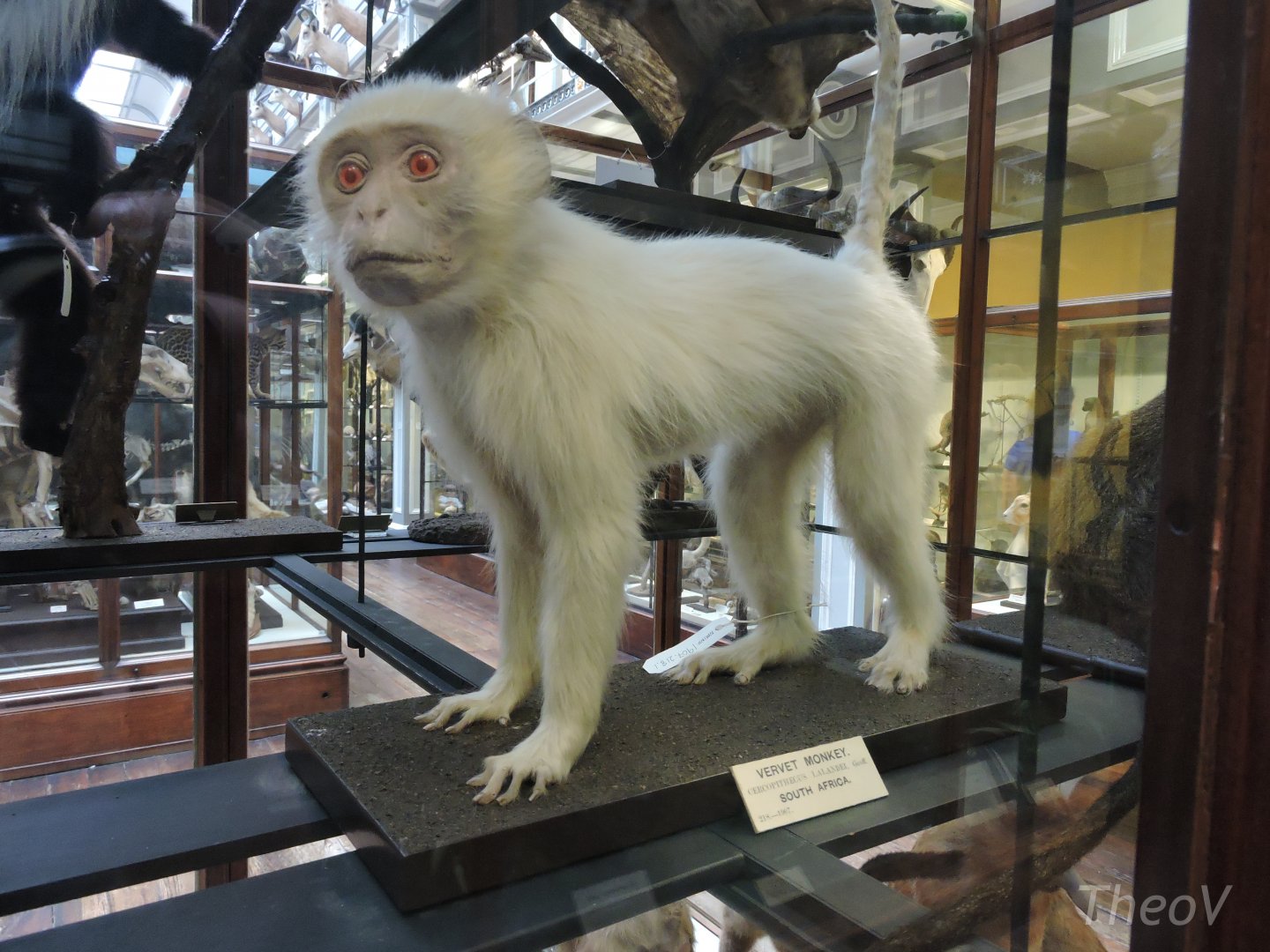 Vervet monkey [2016]