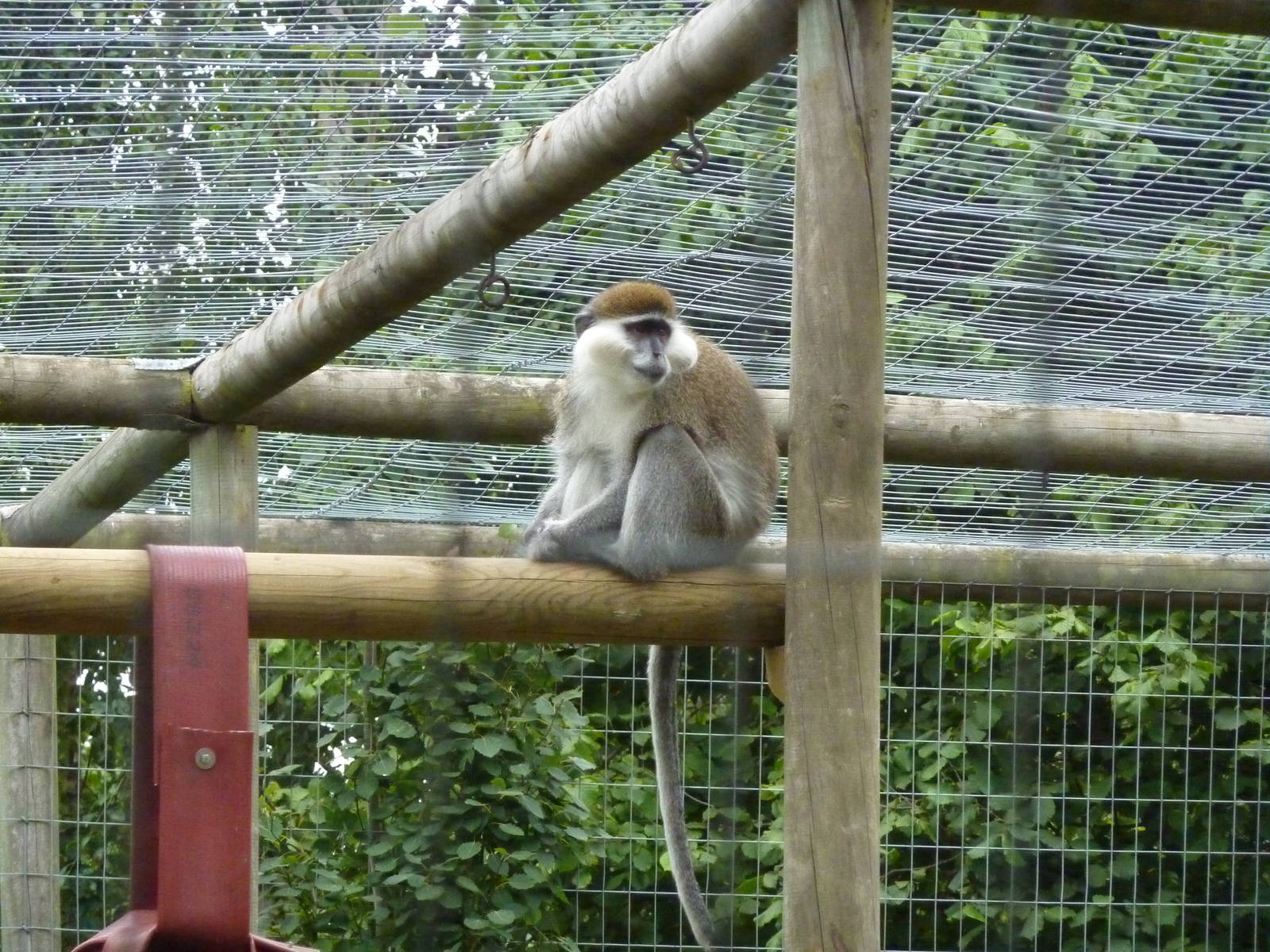 Vervet monkey - 20th August 2012