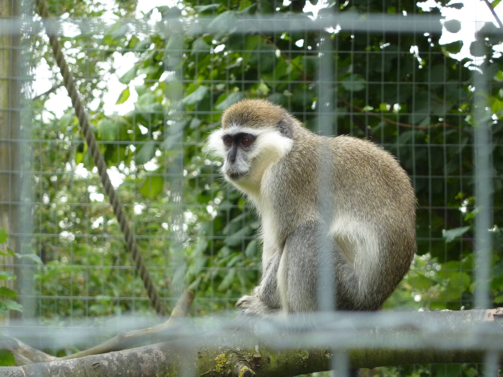 Vervet monkey - 20th August 2012