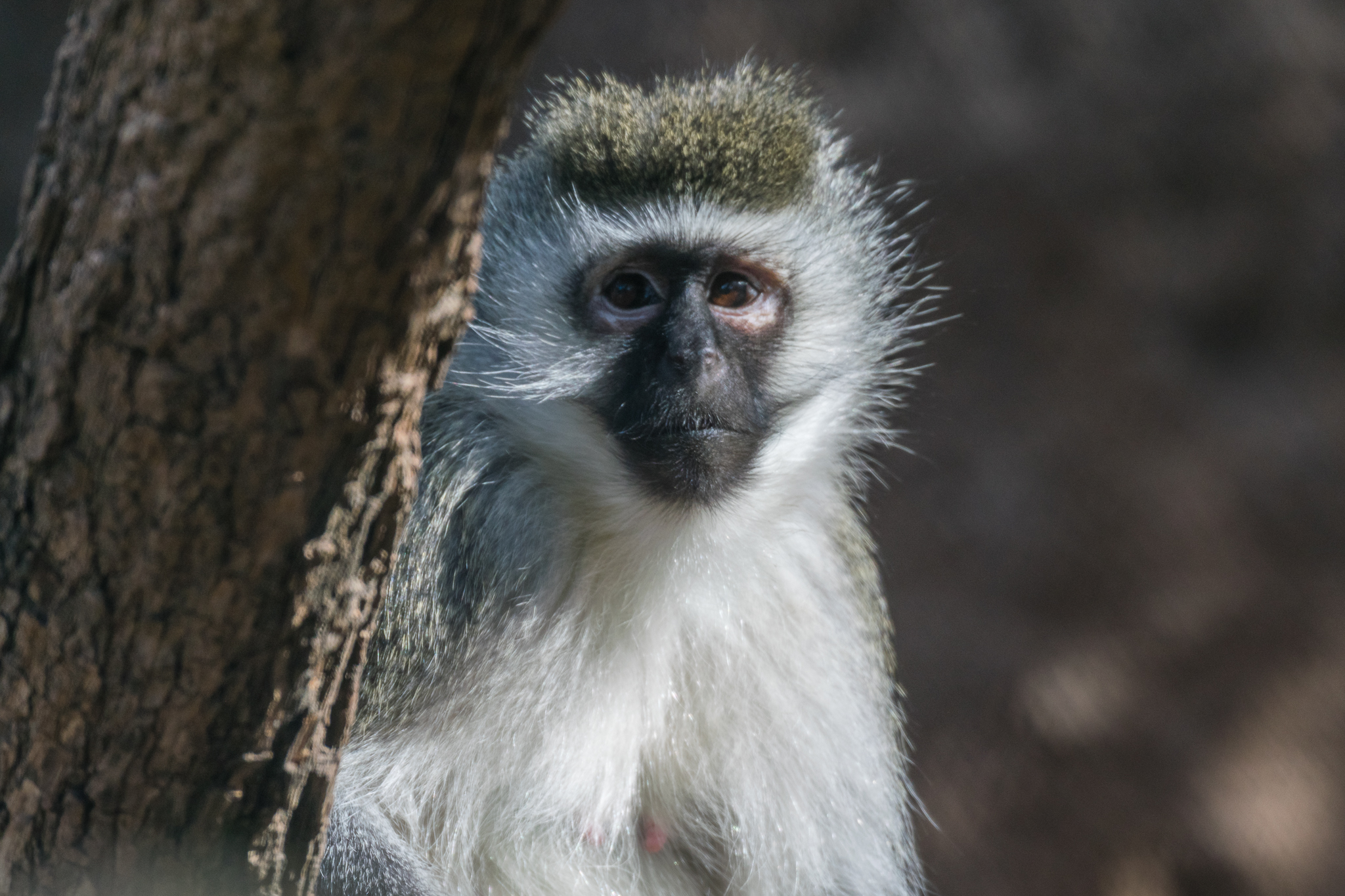 Vervet Monkey Acacia Woodland