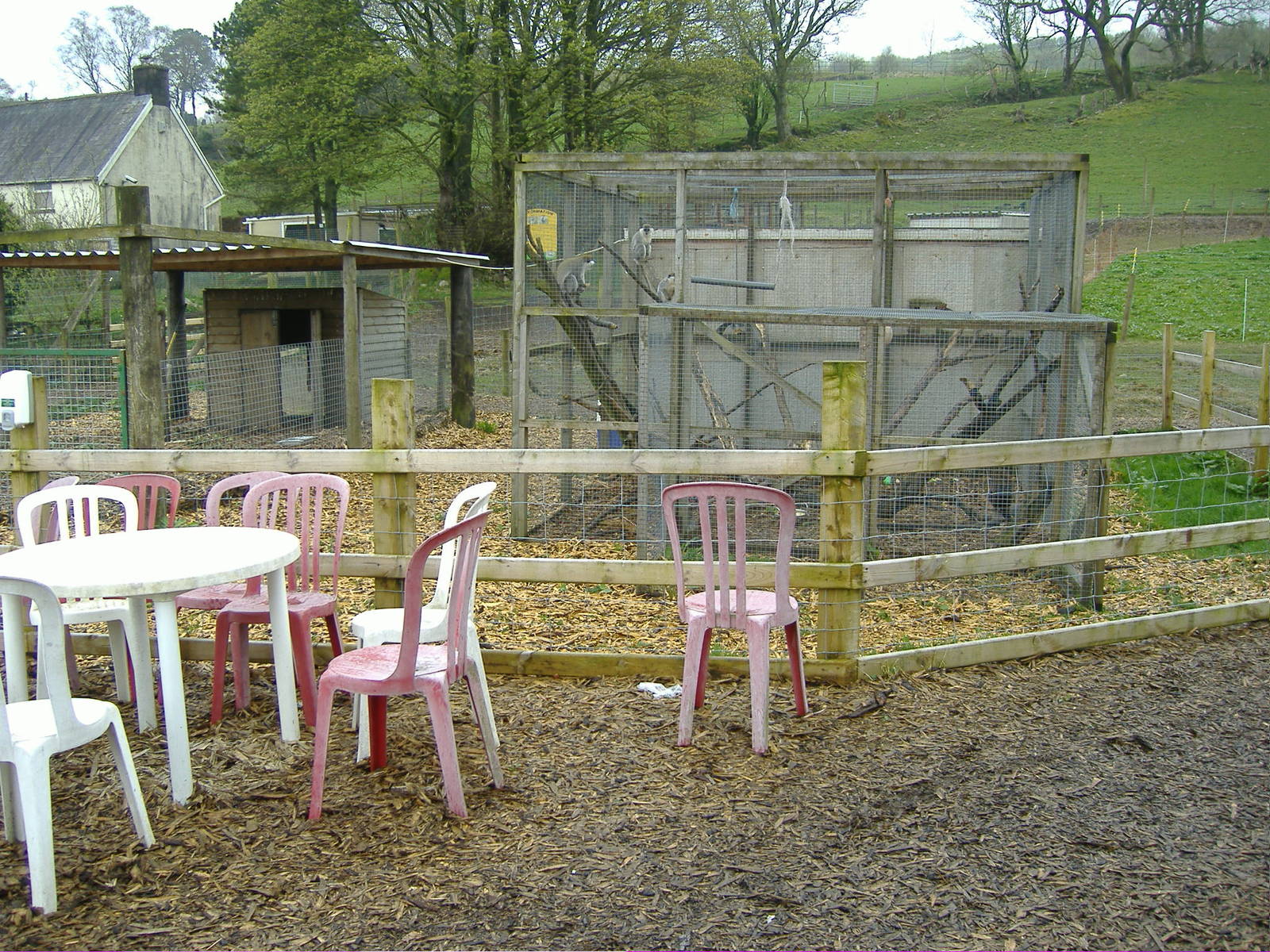 Vervet Monkey and Porcupines Cefn-yr-Erw