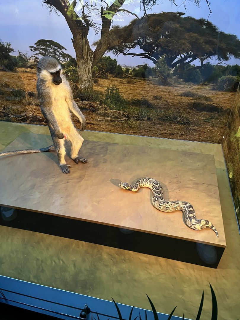 Vervet monkey and snake diorama 1.8.25