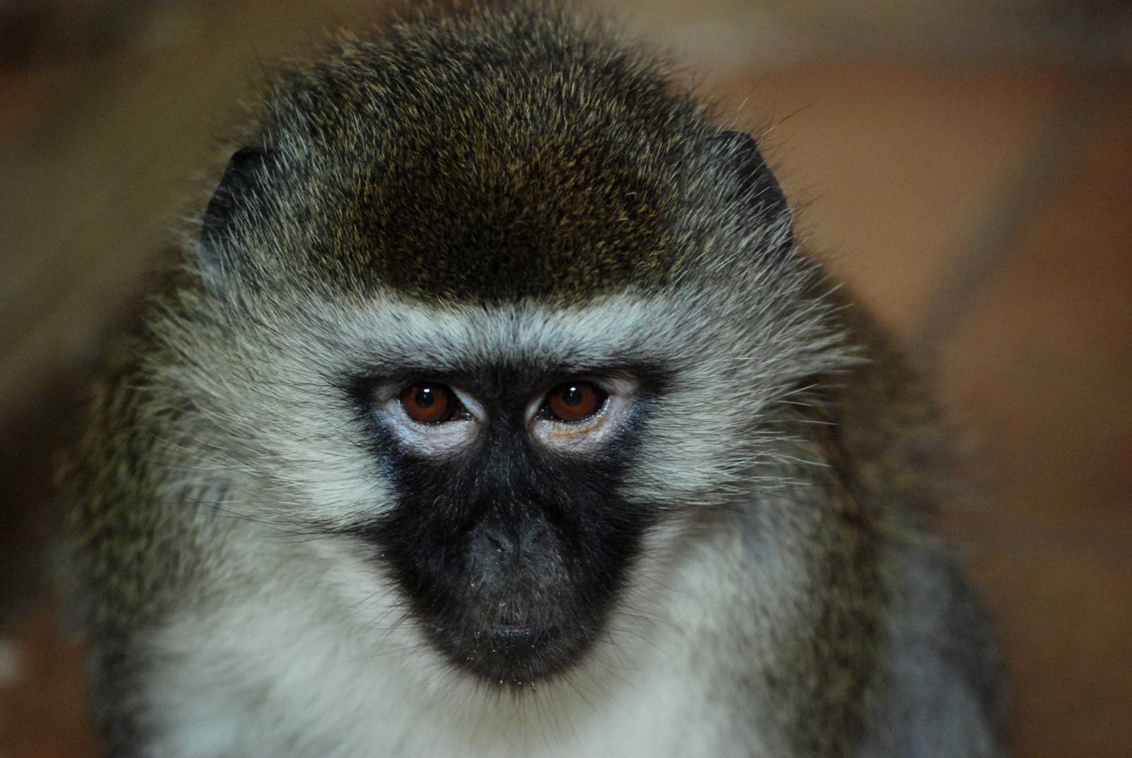 Vervet Monkey at Mablethorpe, 11/11/12