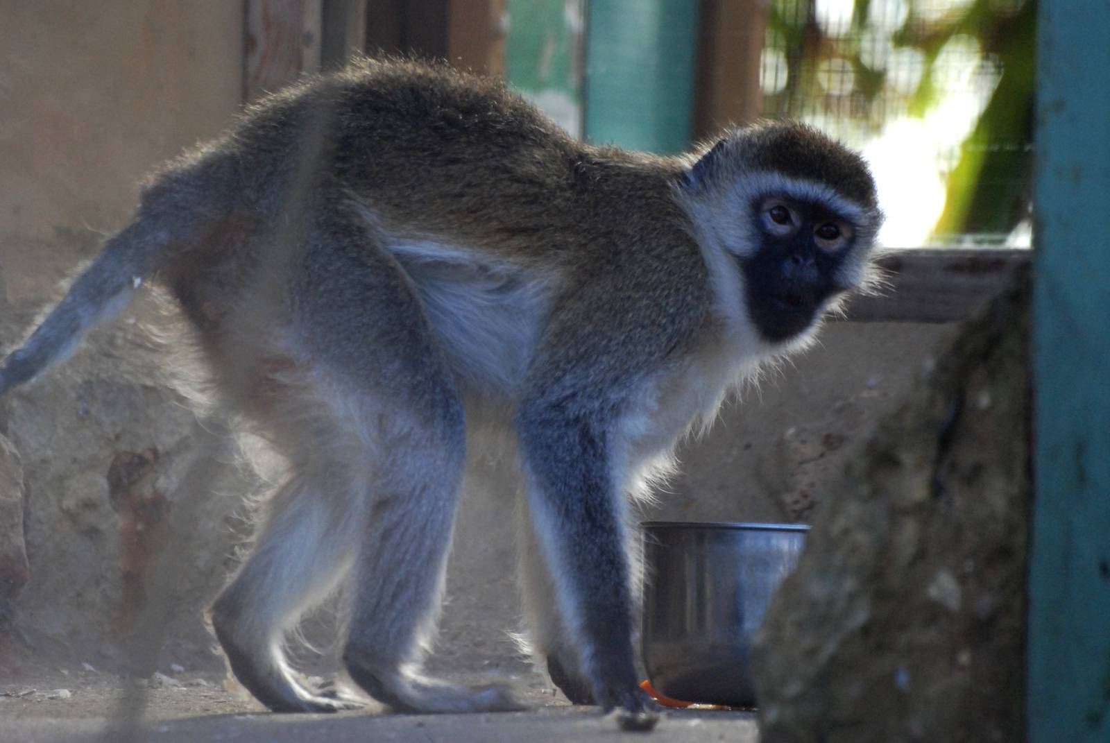 Vervet Monkey at Mablethorpe, 11/11/12