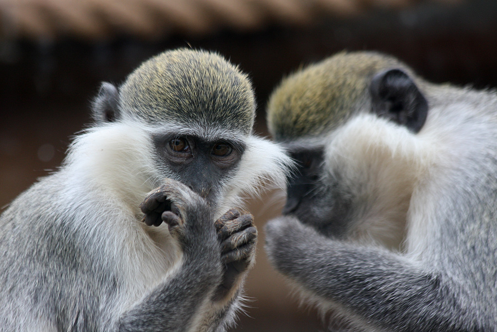 Vervet Monkey at Pafos Zoo 2/11/12
