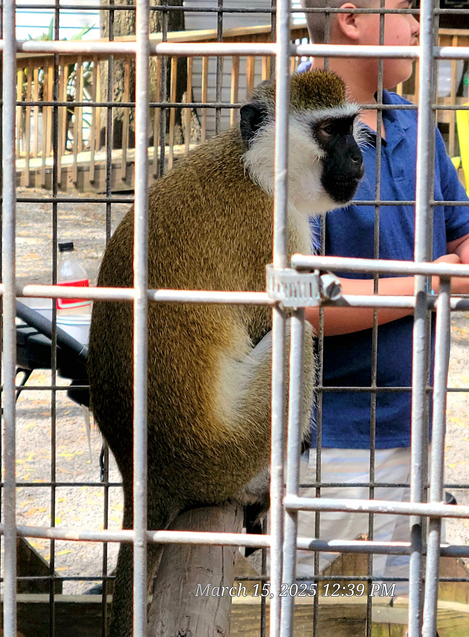 Vervet Monkey - Bee City Zoo - March 2025