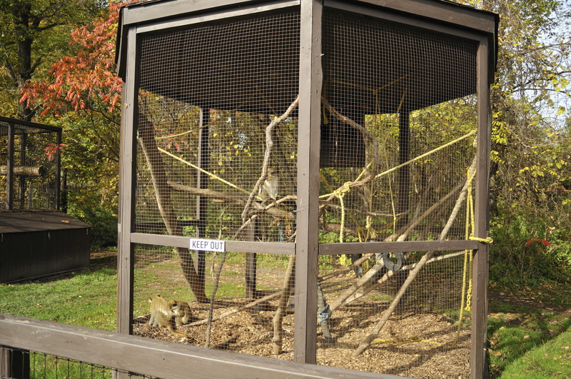 Vervet monkey cage at Twin Vally Zoo