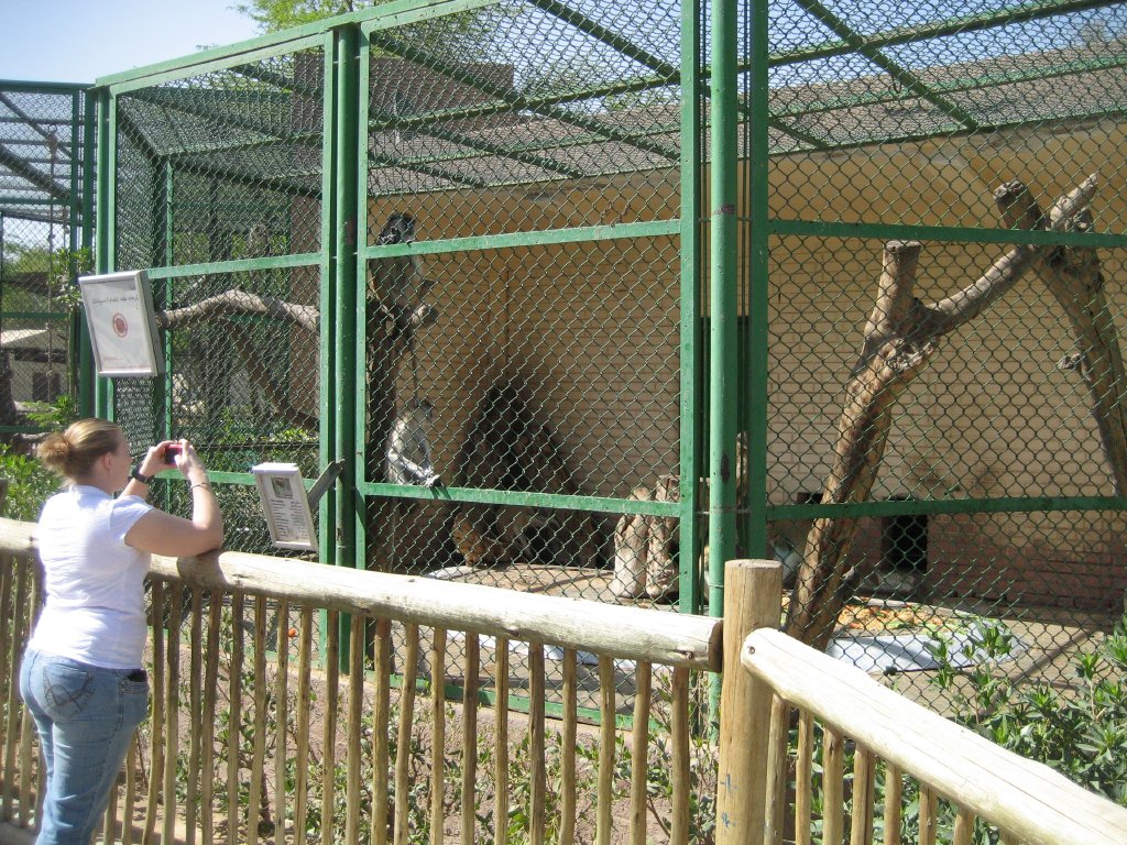 Vervet Monkey cage
