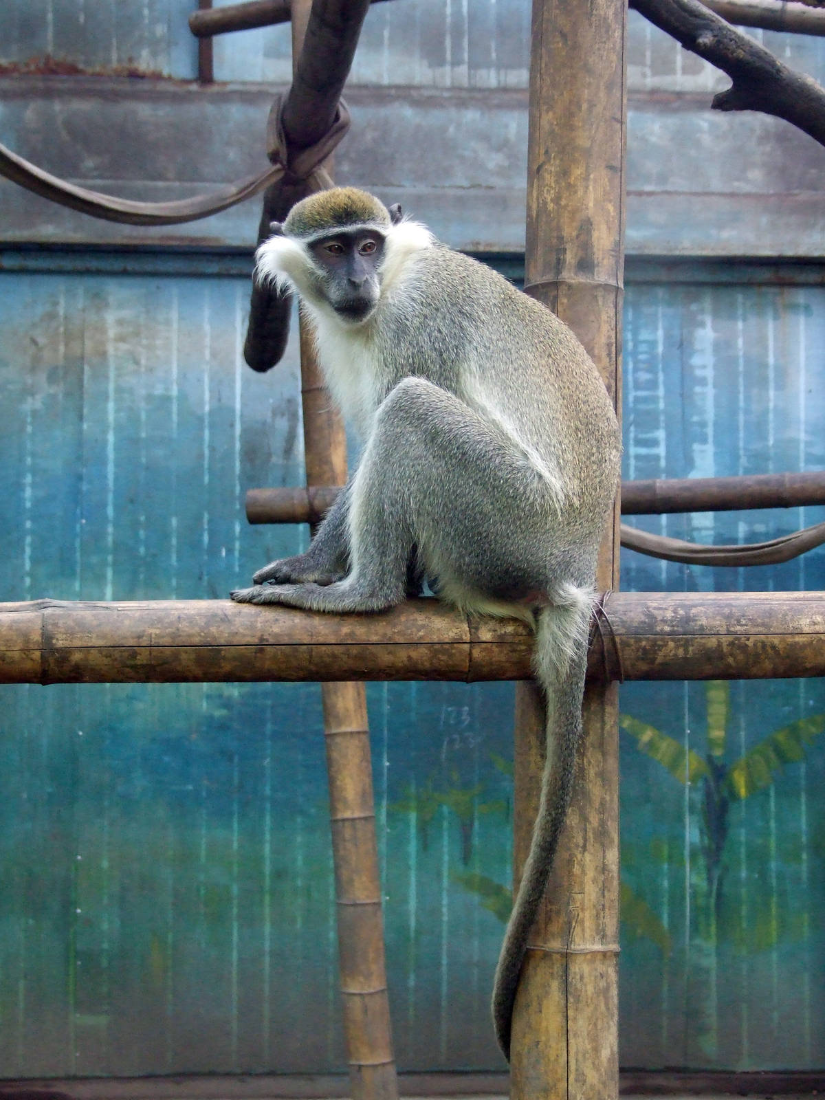 vervet monkey (Chlorocebus pygerythrus)