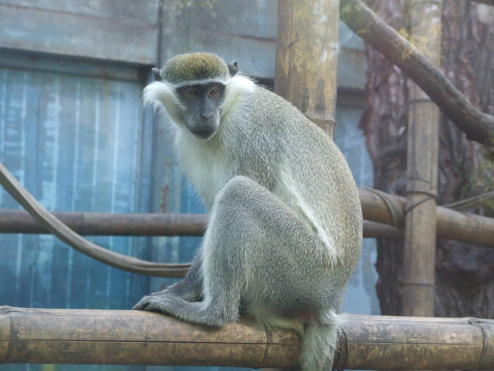 vervet monkey (Chlorocebus pygerythrus)