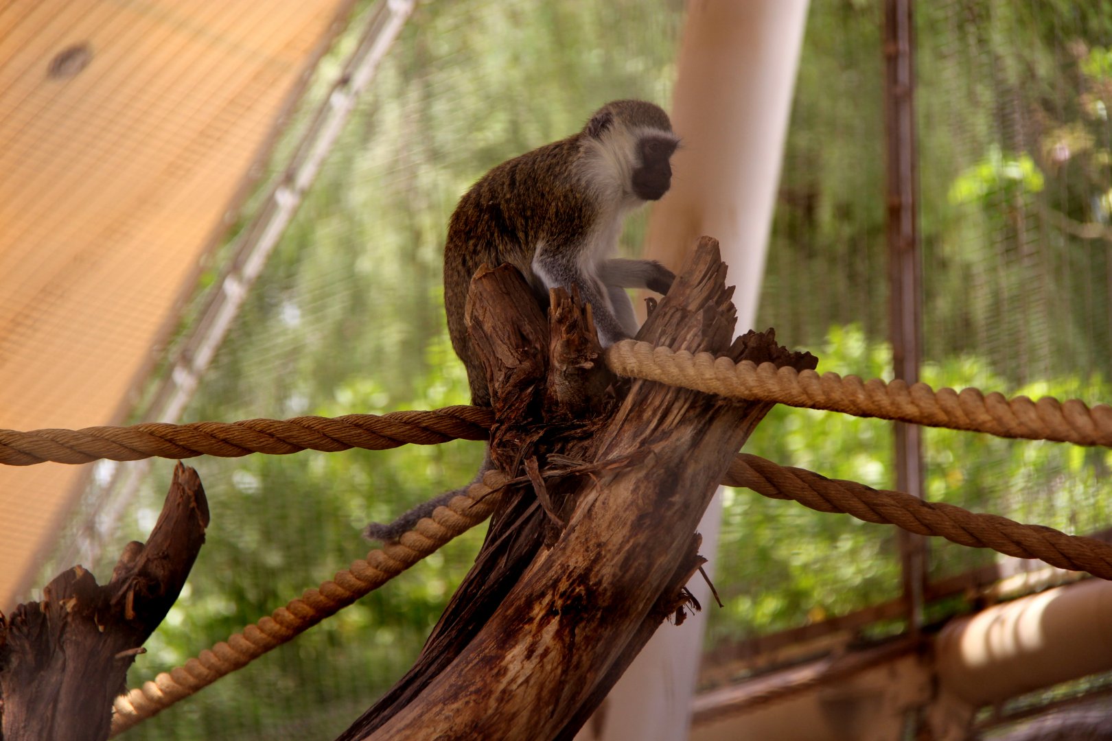 vervet monkey (Chlorocebus pygerythrus)