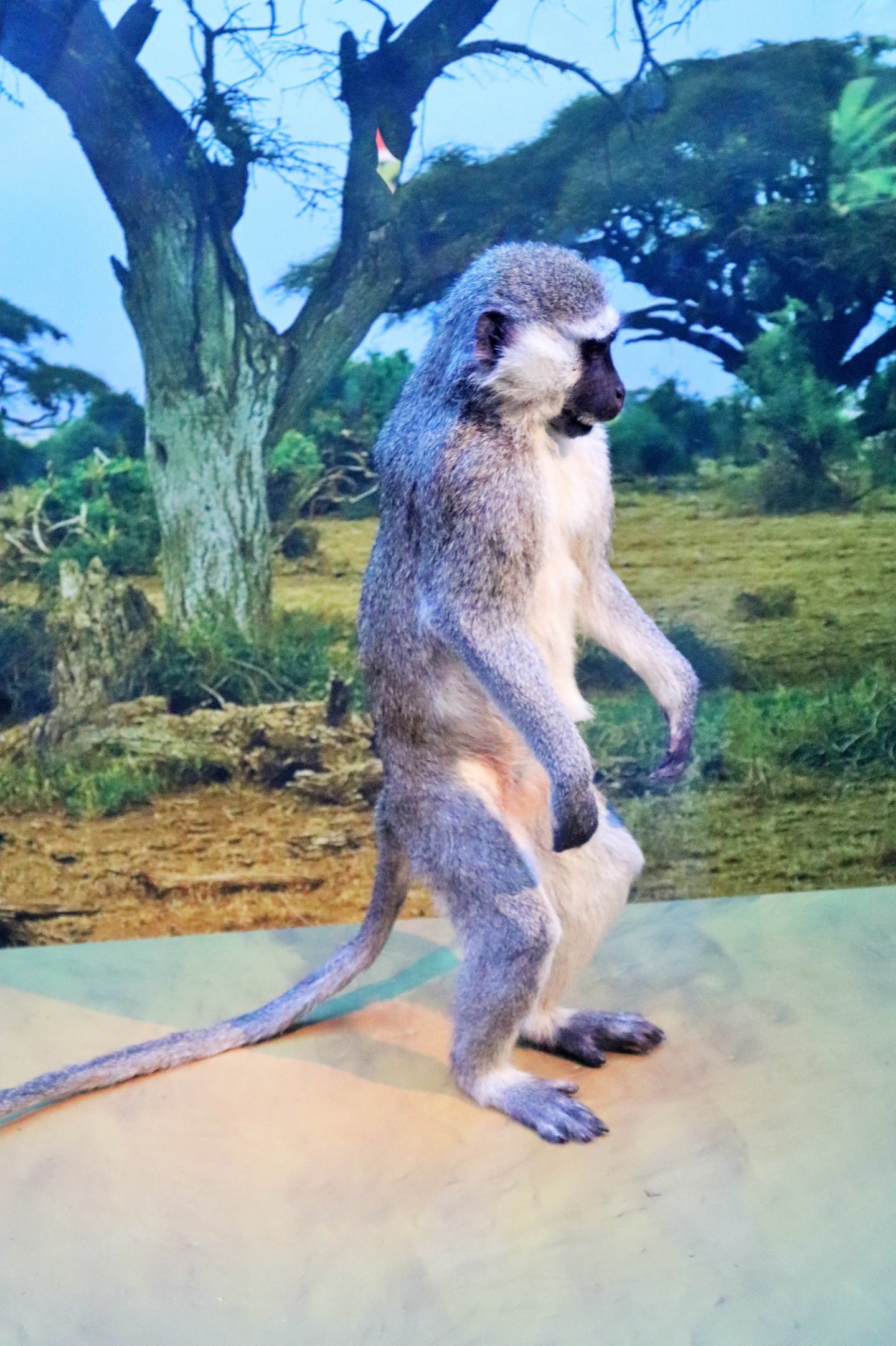 Vervet Monkey (Chlorocebus pygerythrus)