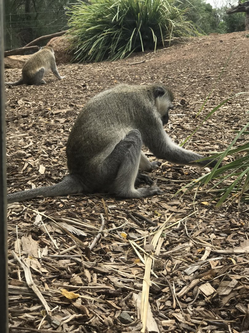 Vervet monkey (Chlorocebus pygerythrus)