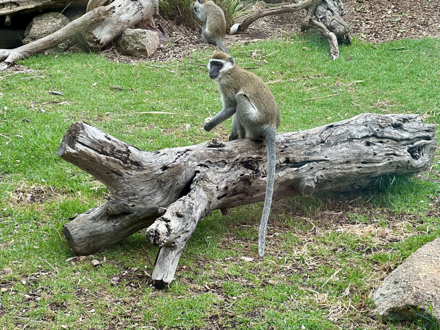 Vervet monkey (Chlorocebus pygerythrus)