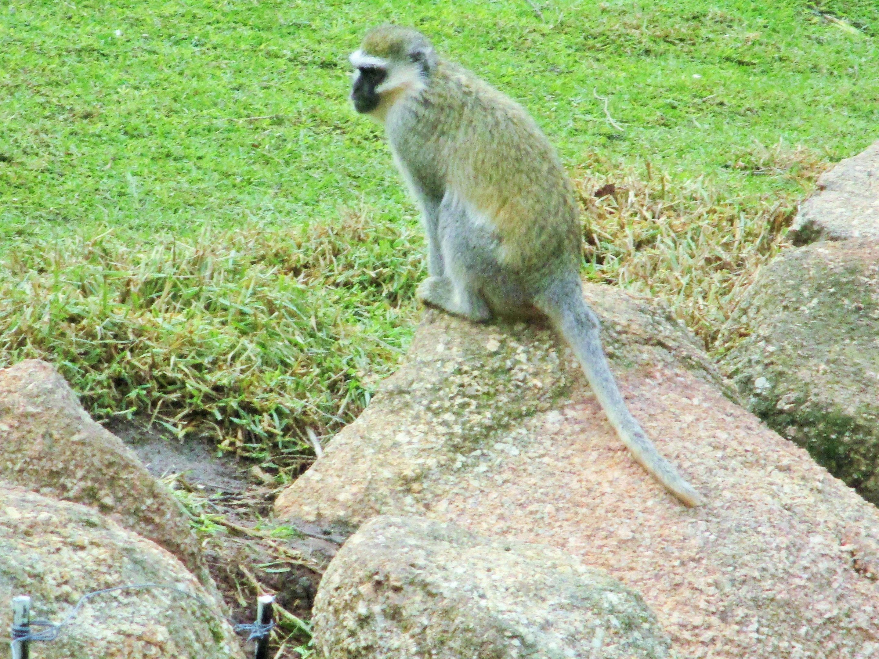 Vervet Monkey (Chlorocebus sp.)