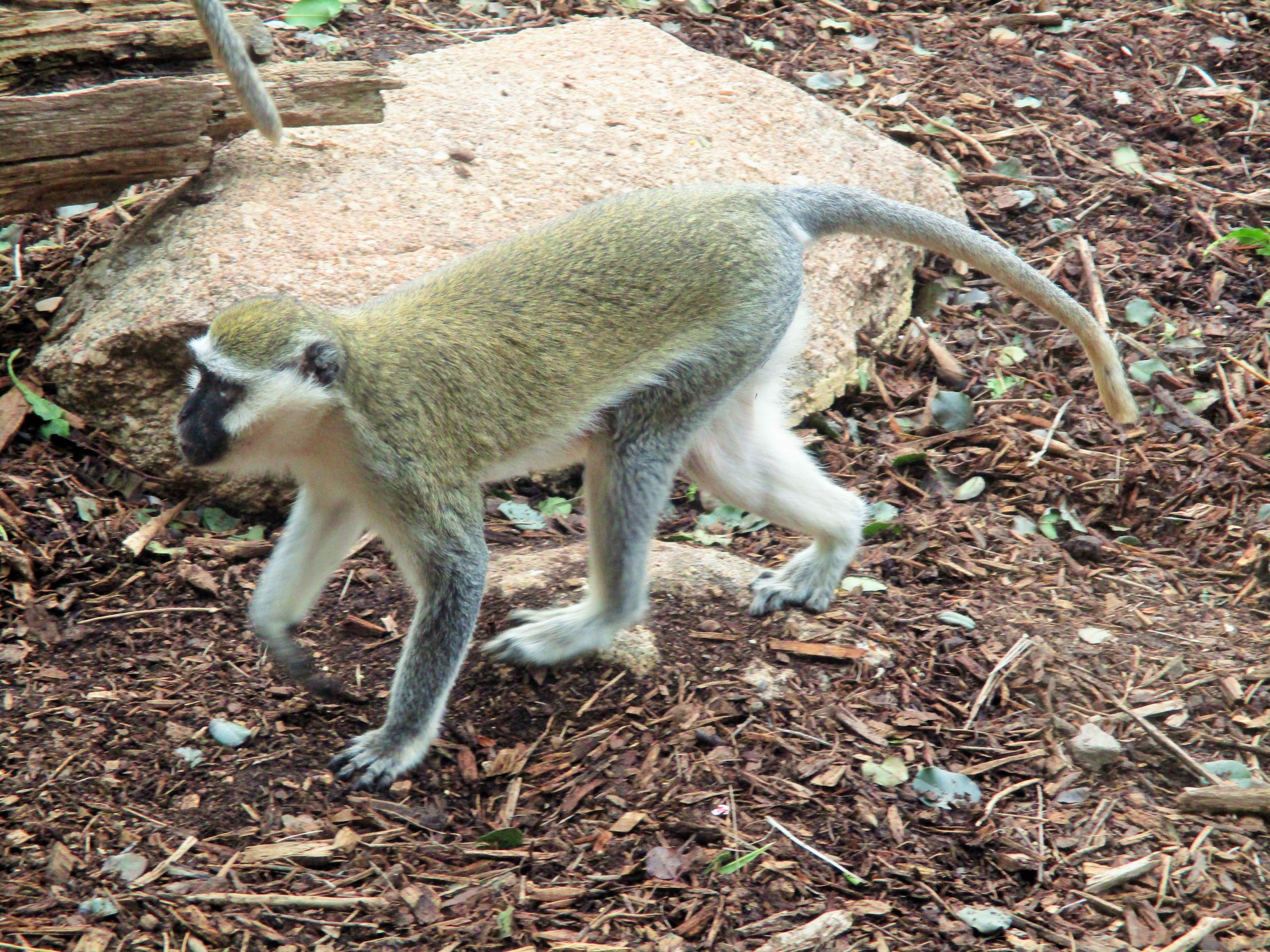 Vervet Monkey (Chlorocebus sp.)