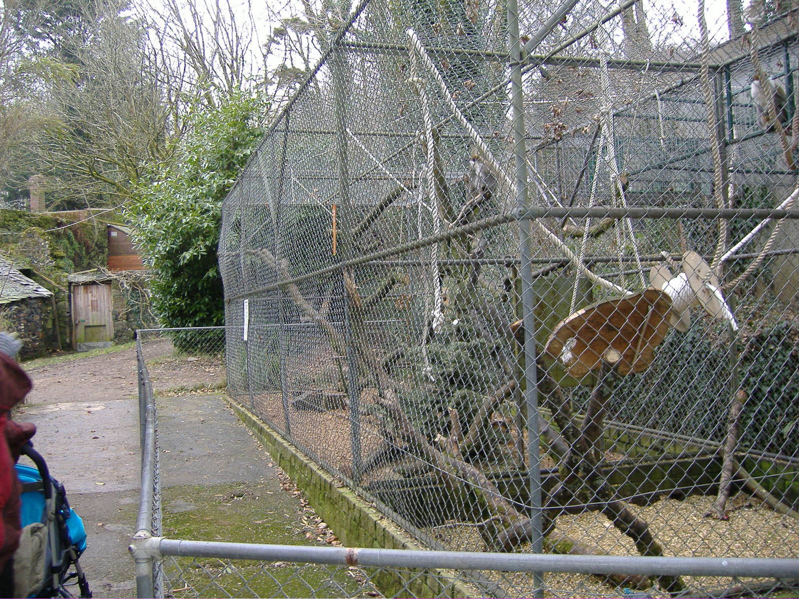 vervet monkey dartmoor