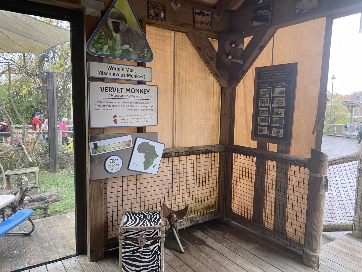 Vervet Monkey Educational Display- October 2023
