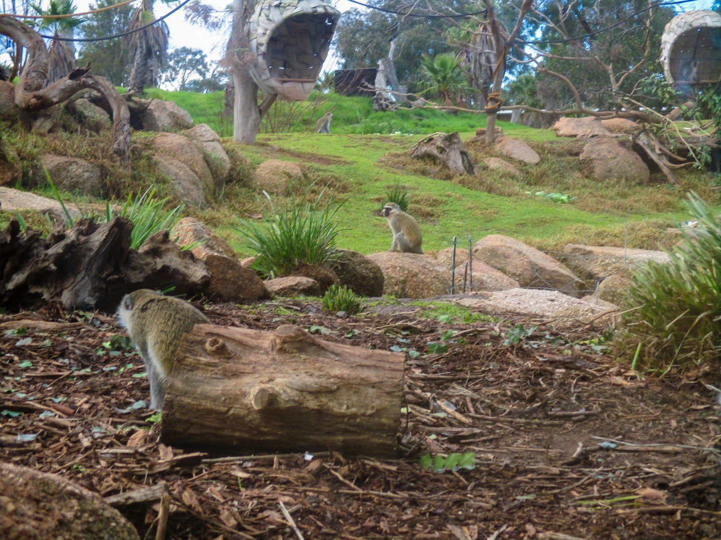 Vervet Monkey Enclosure - June 2016
