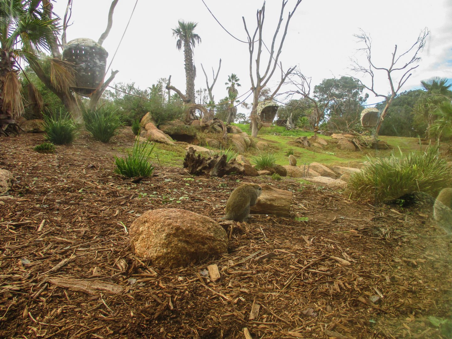 Vervet Monkey Enclosure - June 2016