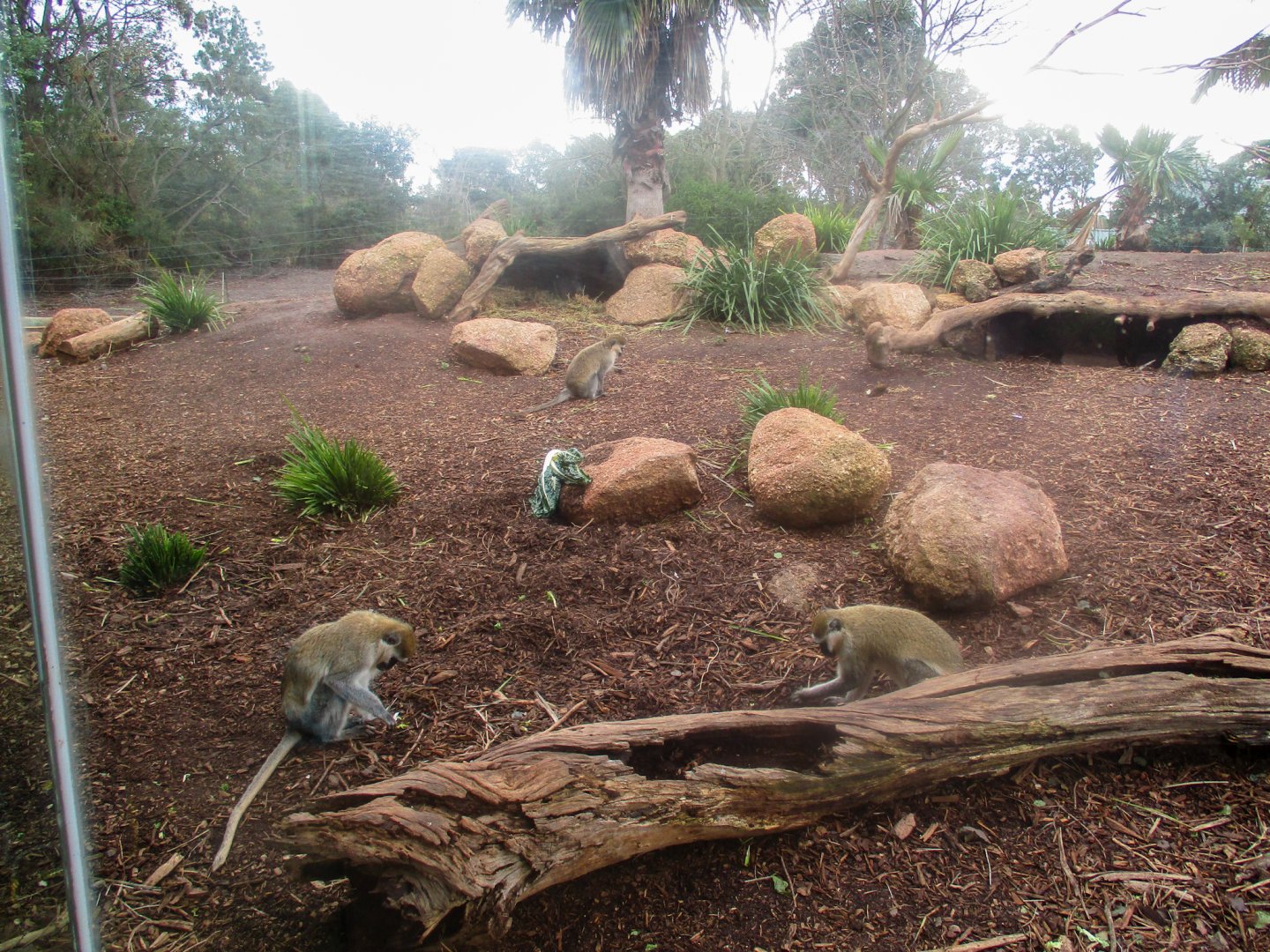 Vervet Monkey Enclosure - June 2016