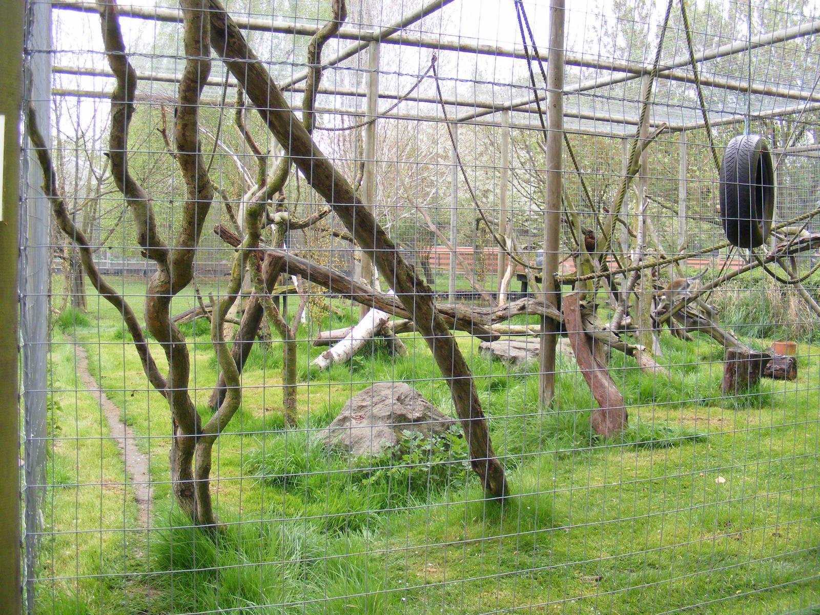 Vervet monkey enclosure - Shepreth Wildlife Park - 17 April 2009