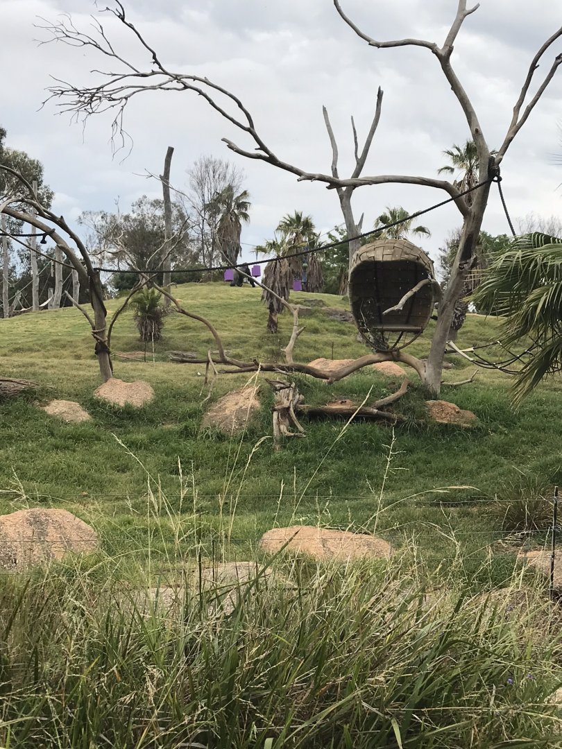 Vervet monkey enclosure