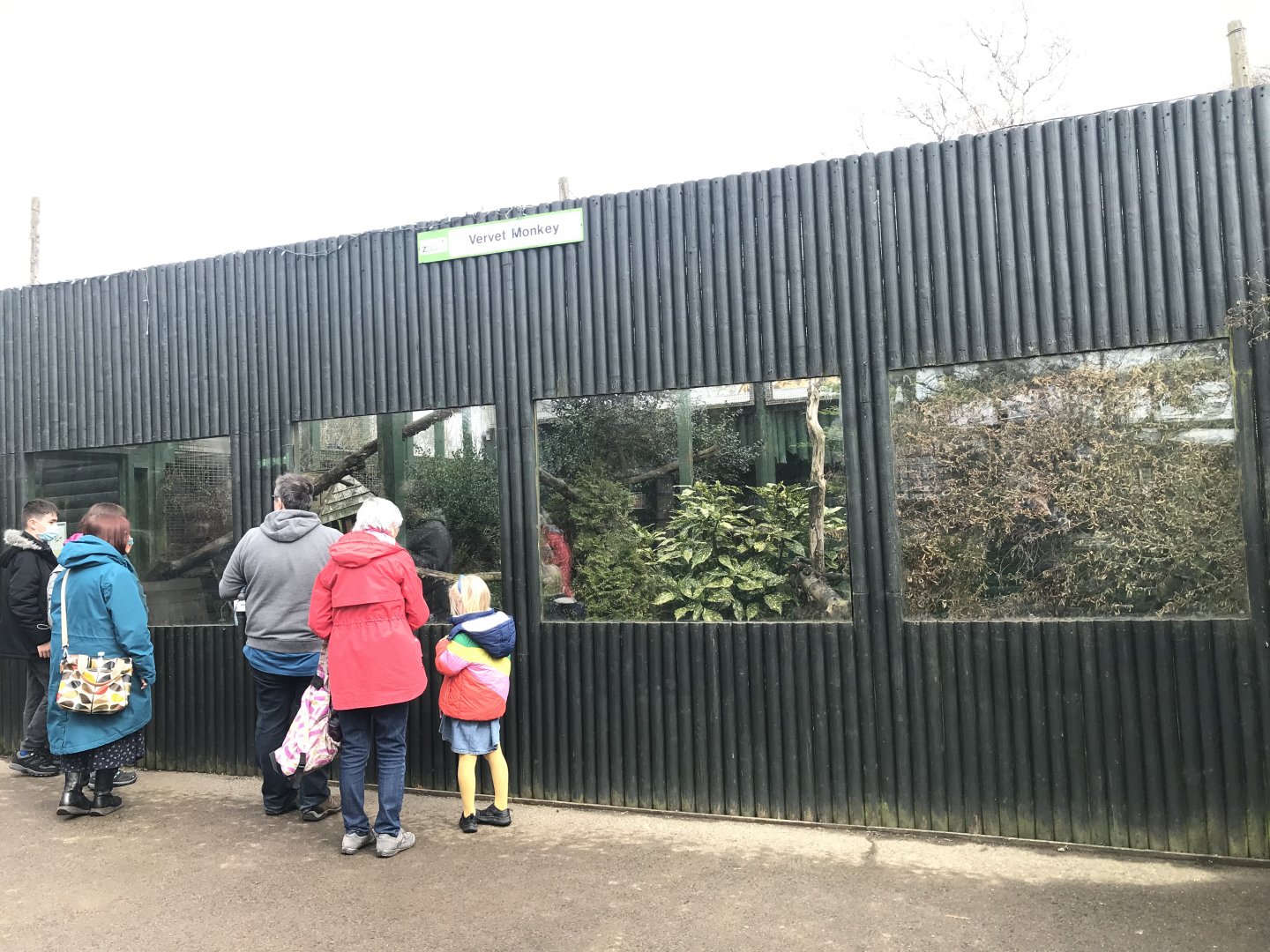 Vervet monkey enclosure