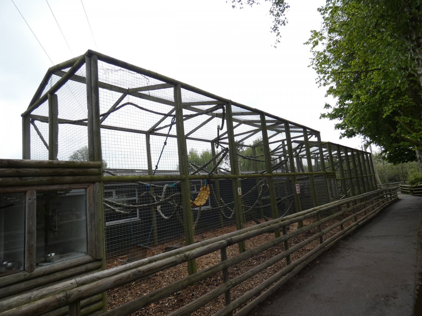 Vervet monkey enclosure